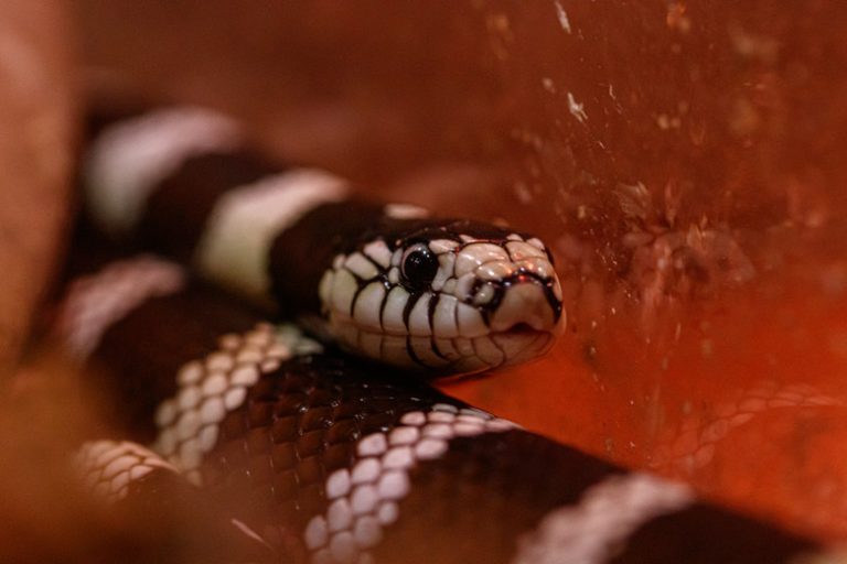 Snakes with Checkered Patterns on Their Bellies