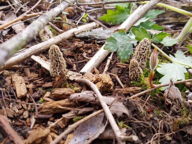 Identifying Wild Mushrooms in Tennessee