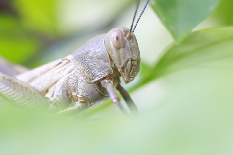 The Distinctions Among Locusts, Grasshoppers, and Cicadas