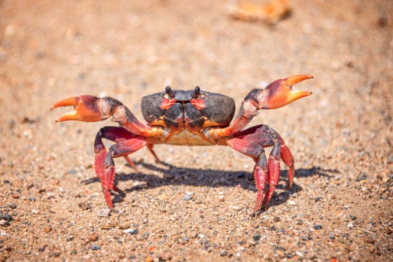 Comparative Analysis of Crustaceans and Insects