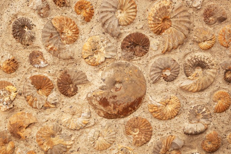 The Different Types of Fossils