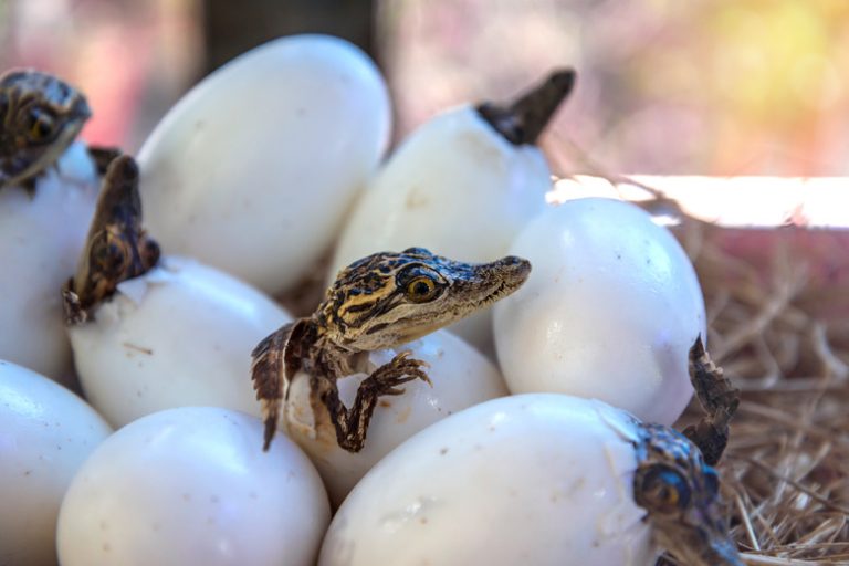 Exploring the Differences and Similarities Between Mammals and Reptiles