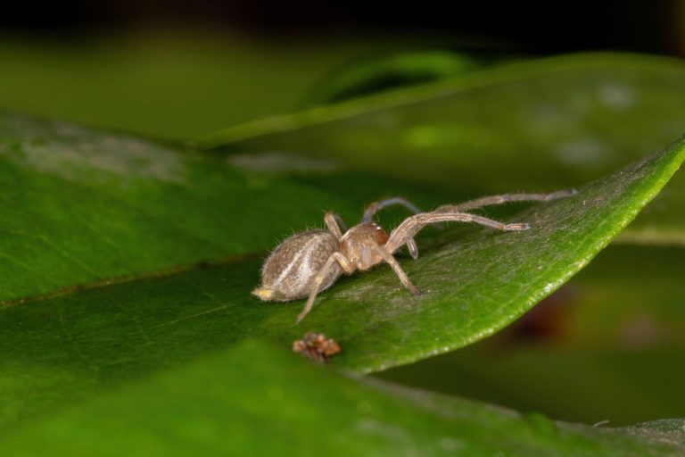 White Spiders Found in Florida Exploring Their Habitat and Characteristics