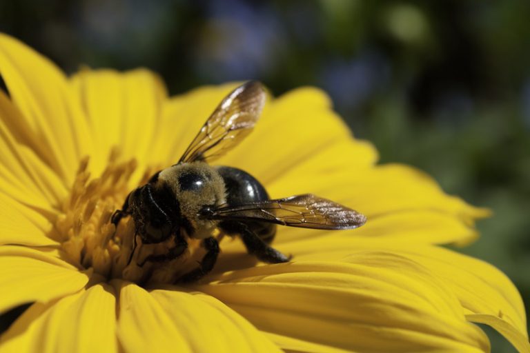 Discovering a Carpenter Bee Nest