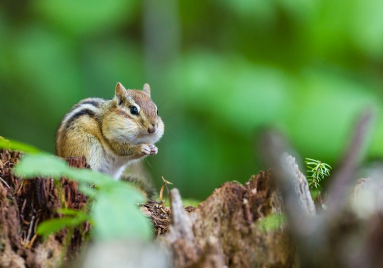 The Life Cycle of a Chipmunk