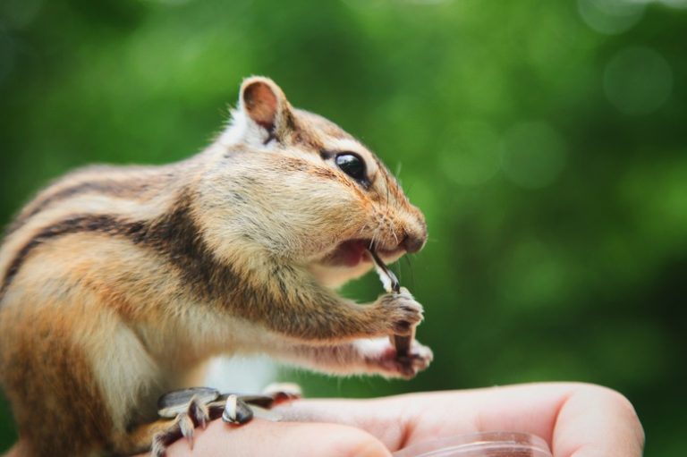 Predators of Chipmunks