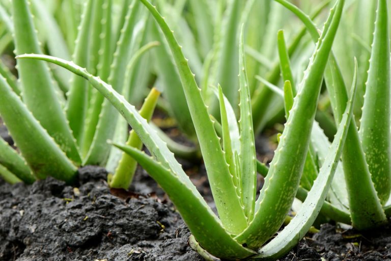 Understanding the Reproduction of Aloe Plants