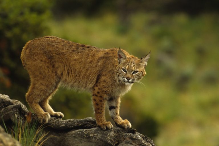 Varieties of Bobcats Exploring Different Species