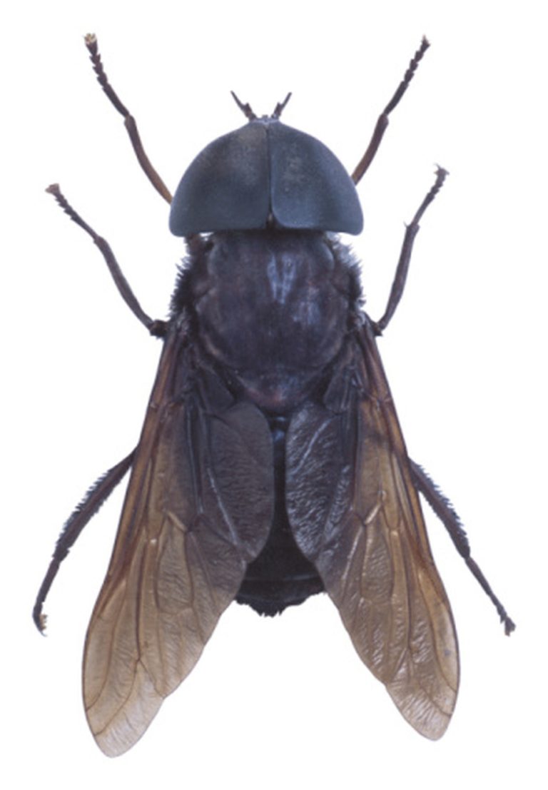 Understanding the Life Cycle of a Horse Fly