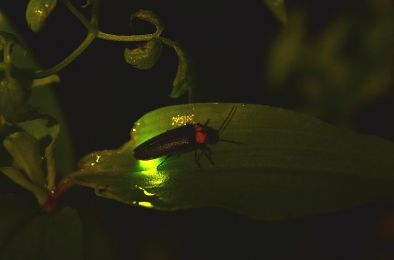 Ways to Preserve Fireflies