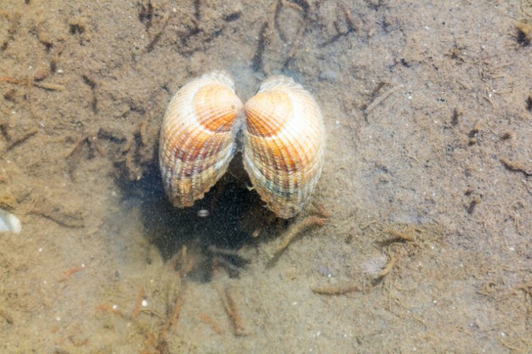 Understanding Clam Locomotion