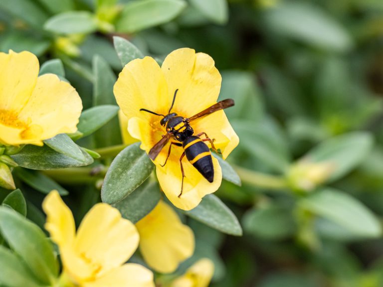 Identifying Mason Wasps