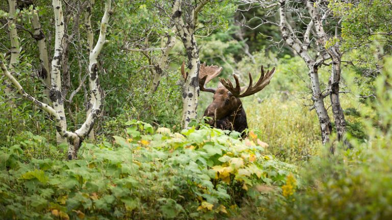 Biotic and Abiotic Factors in a Forest Ecosystem