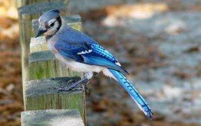 Understanding the Mating Habits of Blue Jays