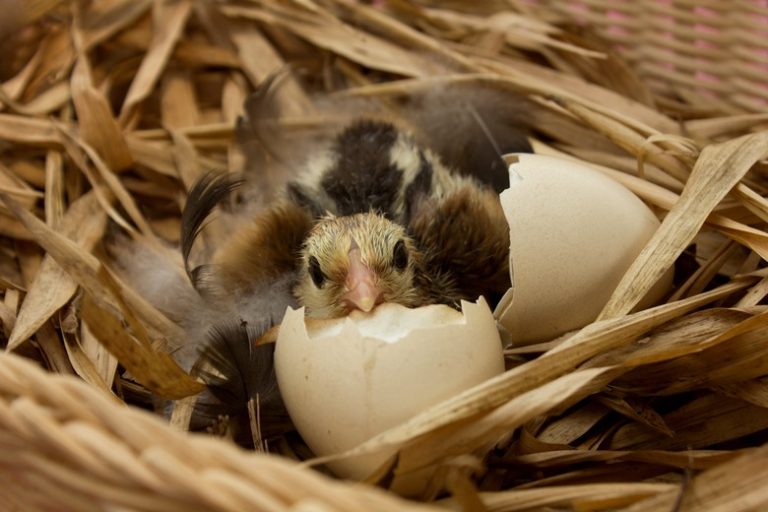 Understanding Bird Gestation Periods