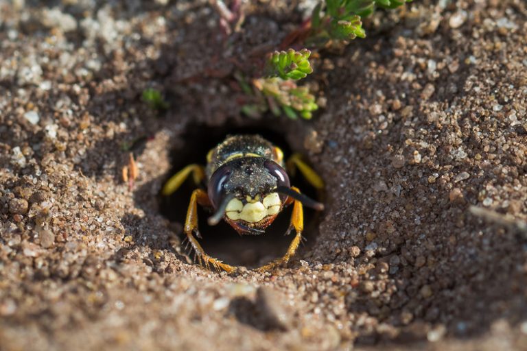 Identifying Ground Wasps