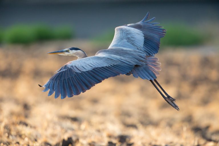 Great Blue Heron Mating Habits