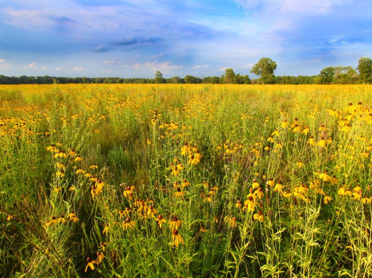 Understanding Climate in Temperate Grasslands