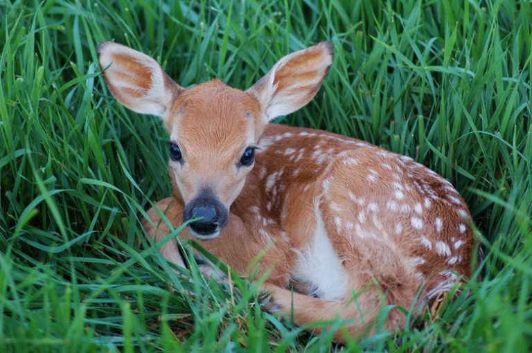 Determining the Age of a Fawn