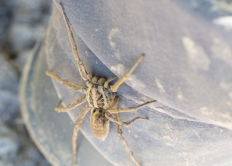 Large Native Spiders Found in Wisconsin