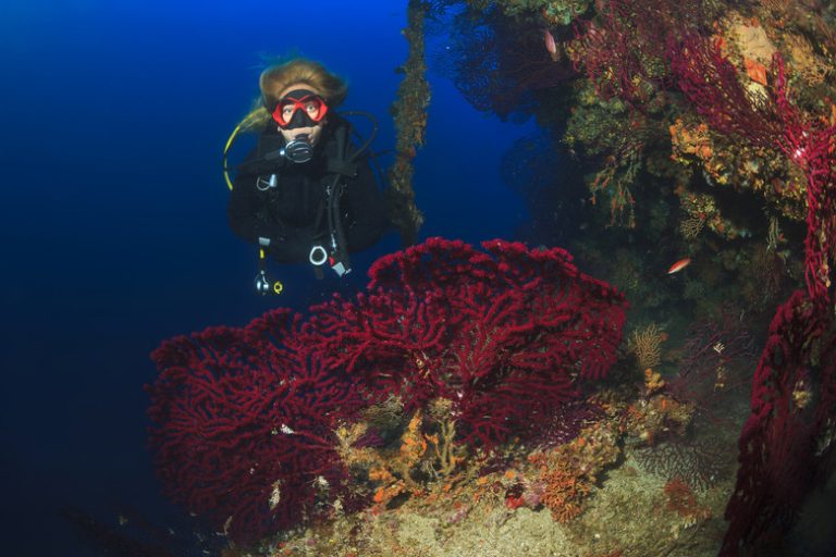 The Key Biotic and Abiotic Elements of the Great Barrier Reef Ecosystem