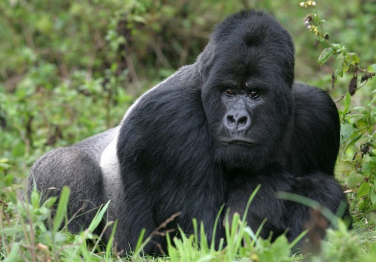 The Diet of the Silverback Gorilla Understanding Their Nutritional Needs