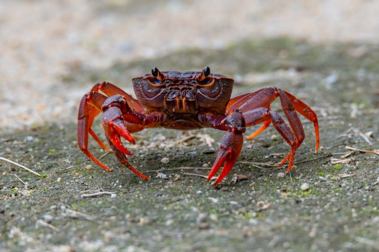 Crabs Closely Related to Spiders