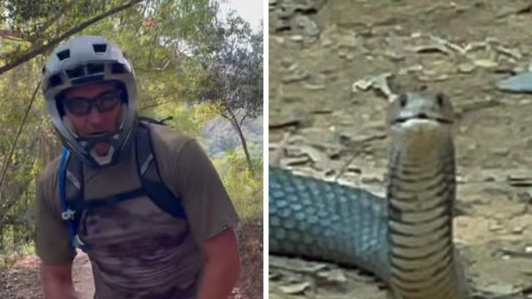 Surf Legend Joel Parkinson Faces 'Man-Eater' Snake During Bike Ride