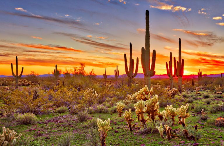 Varieties of Environmental Ecosystems Sciencing