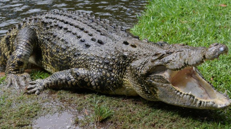 Bold Proposal to Host Brisbane Olympics Rowing in Crocodile-Infested Waters