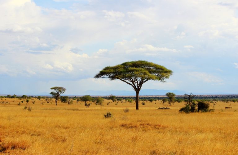 Understanding Abiotic Factors in the Grassland Biome