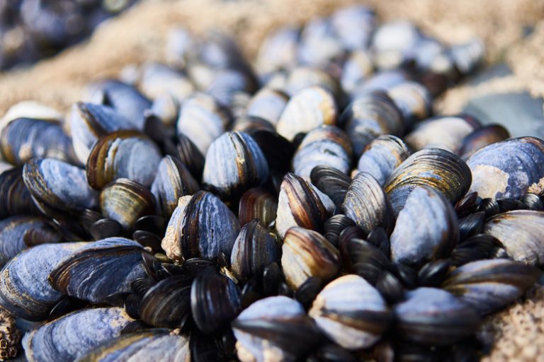 Who Preys on Mussels?