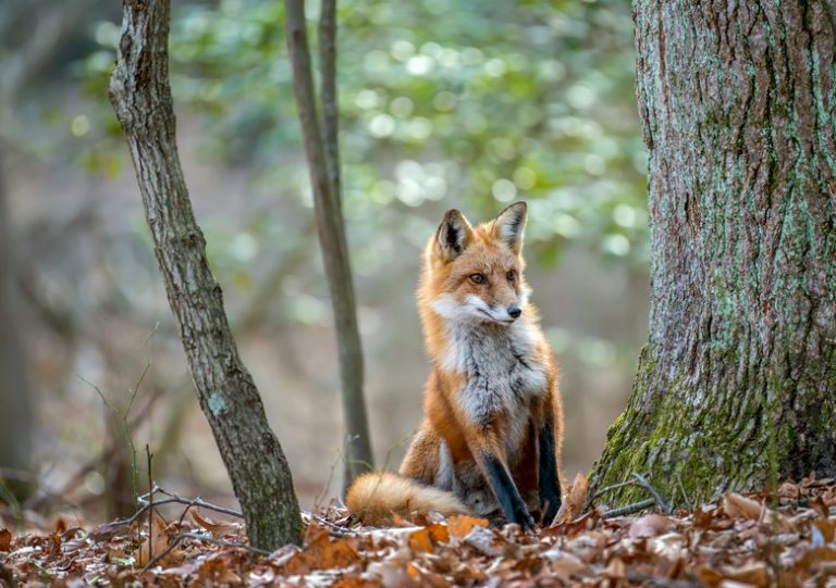 Exploring Animals Within a Woodland Ecosystem