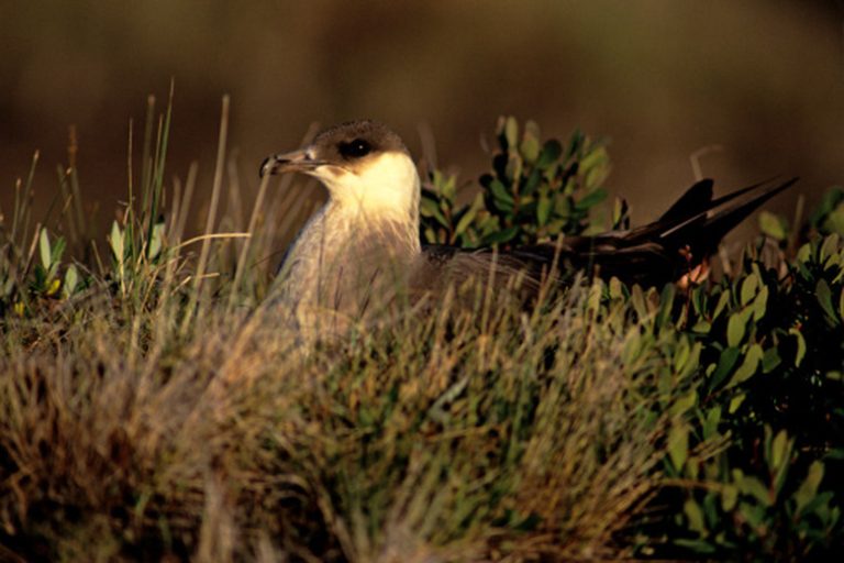 Exploring Tundra Grasses A Study of Vegetation in Cold Environments