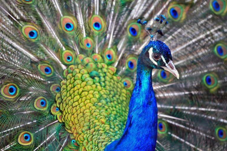 Determining the Gender of a Peacock