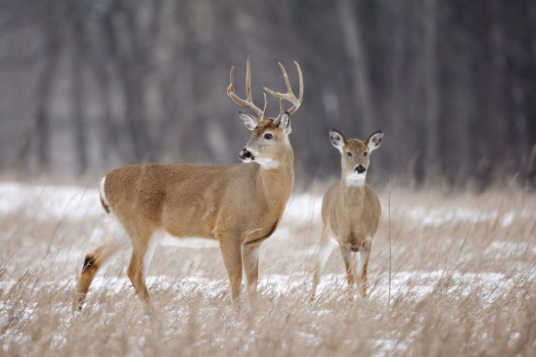 When Do Male Deer Begin Antler Growth?