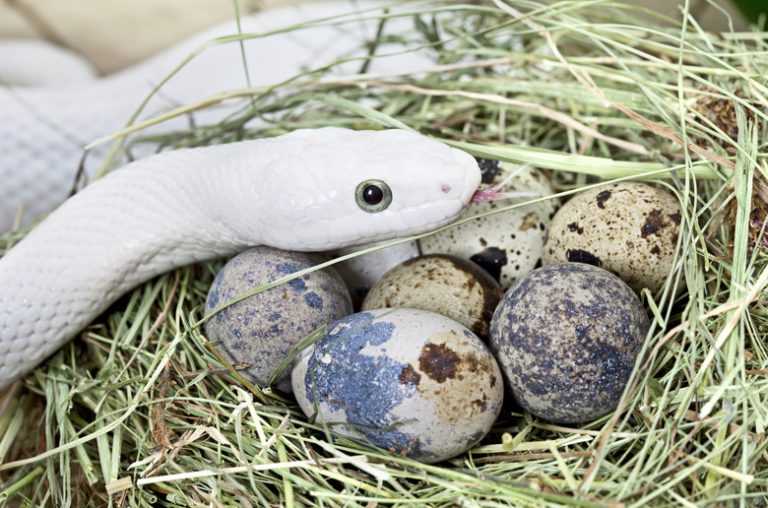 Identifying Snake Eggs