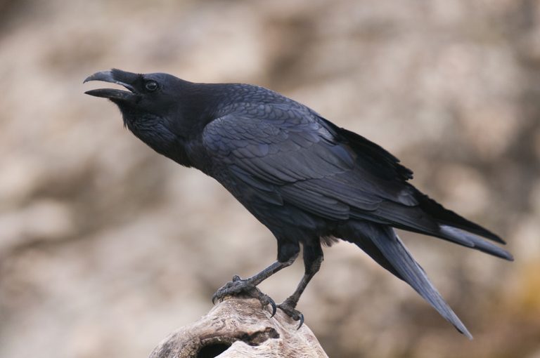 Identifying a Raven Feather