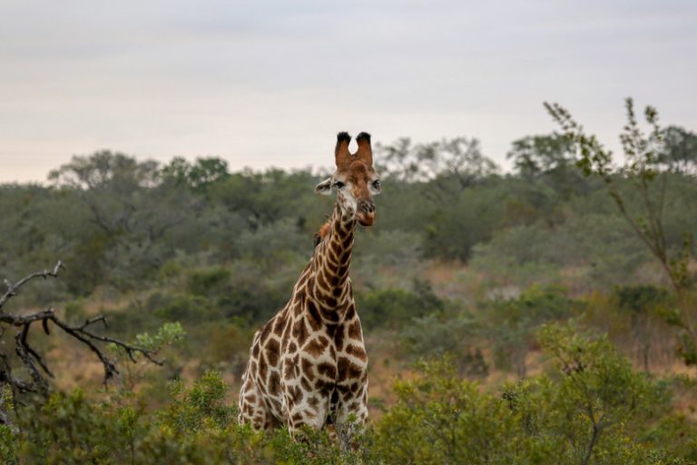 Insights into Giraffe Vision