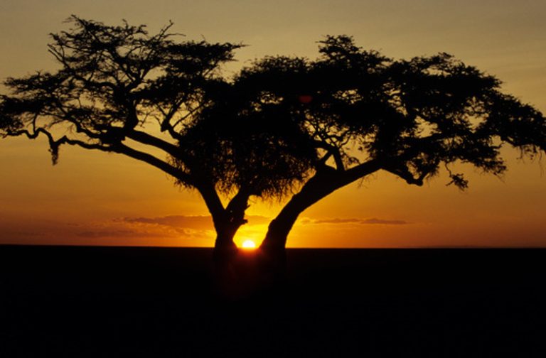 Exploring Tree Species in Grassland Biomes