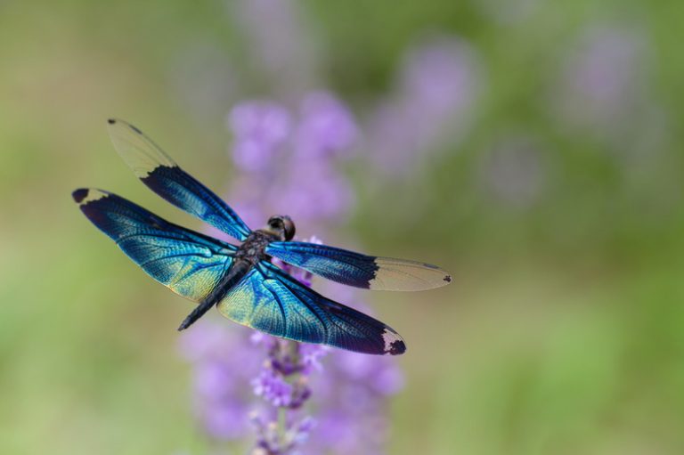 Exploring the Life Cycle of a Dragonfly