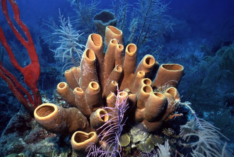 Varieties of Sea Sponges Exploring the Different Types of Sea Sponges