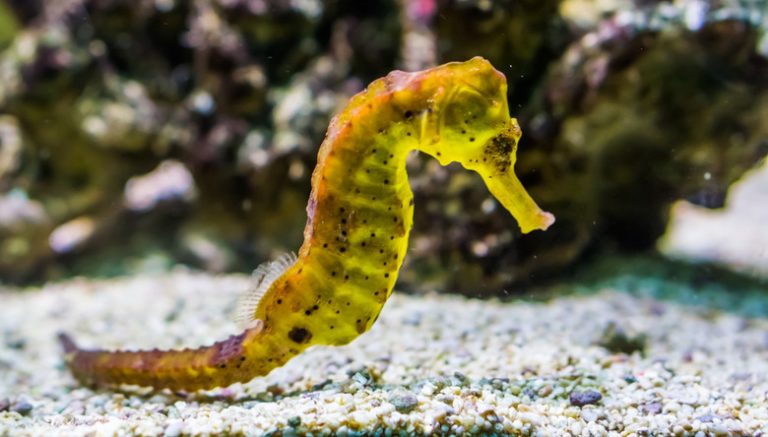 What Preys on Seahorses? | Sciencing