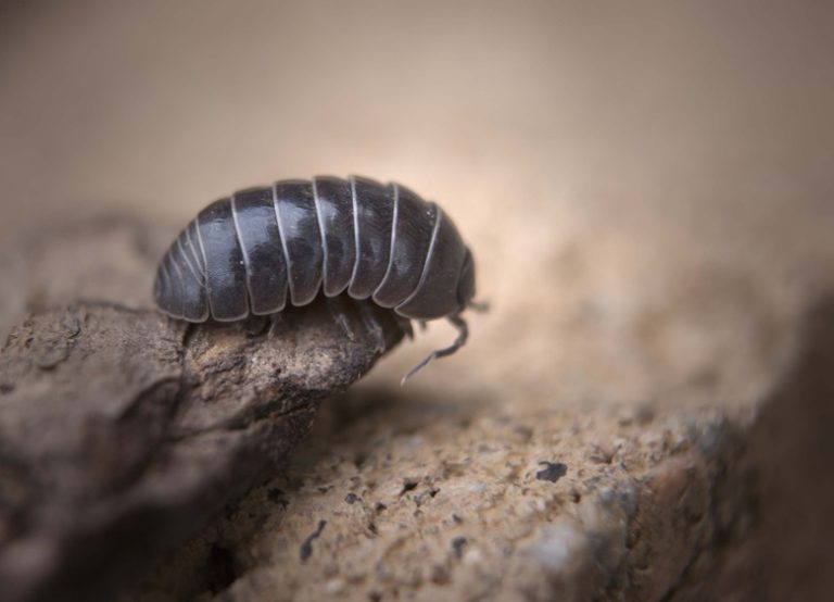 Understanding the Life Cycle of a Roly Poly