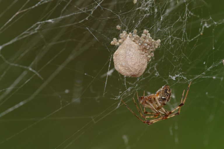 How Many Eggs Can a House Spider Lay?