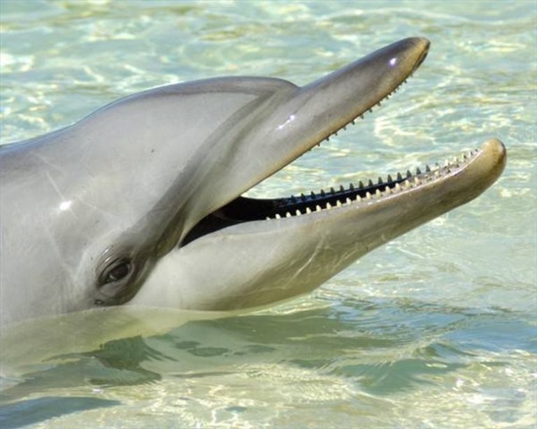 Understanding Dolphin Hearing