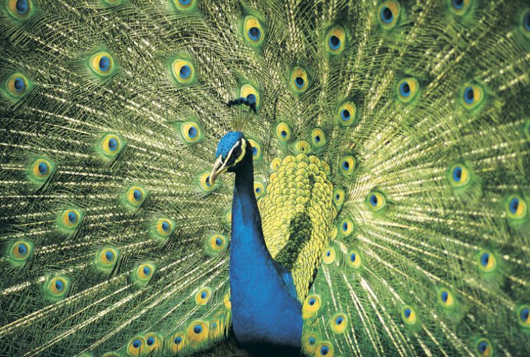 Features of the Peacock Bird