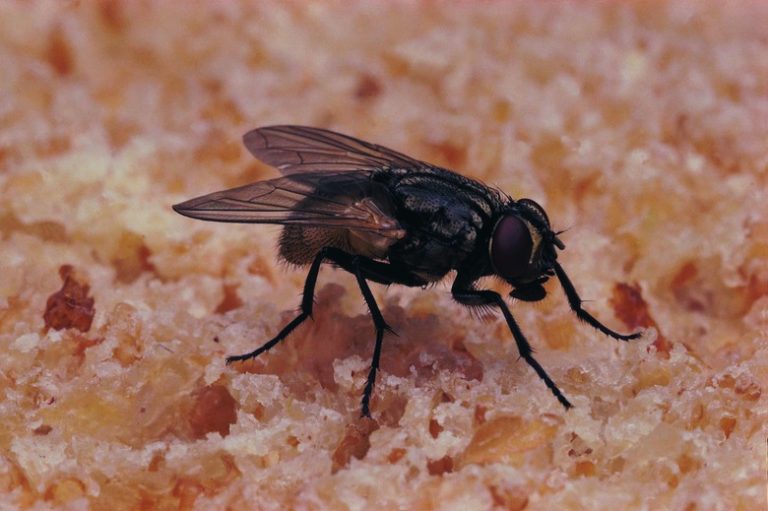 The Distinctions Between Fleas and Flies