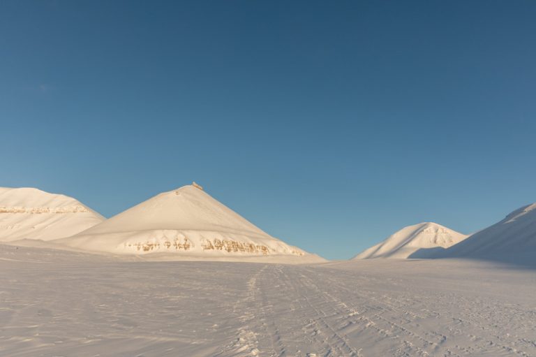 Exploring Producers in the Tundra Ecosystem