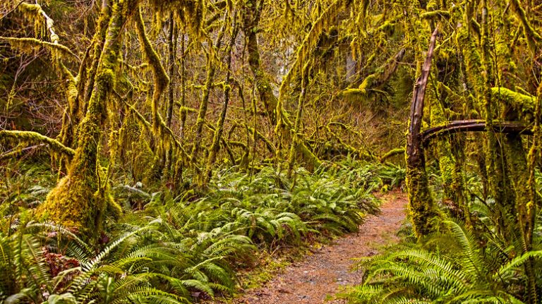 Exploring Abiotic Factors in Temperate Rain Forests